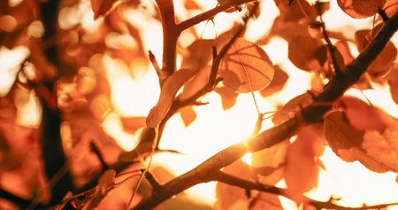 Garden sunshine background. Fall tree. Autumn nature park. Defocused peaceful scenery of golden lush...
