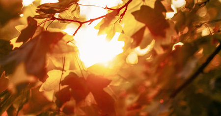 Forest sunrise background. Fall leaves. Morning park scenery. Blur yellow green tree foliage branch...