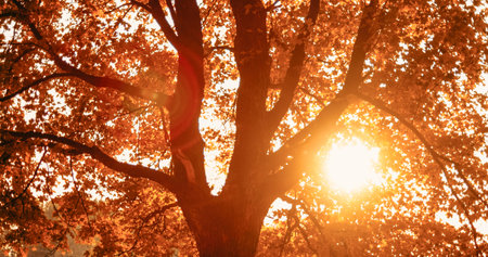 Autumn sunrise background. Forest scenery. Recreation harmony. Fall golden nature park tree foliage in lens flare rural morning sunshine beam.の写真素材