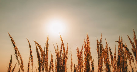 Meadow sunrise background. Autumn morning. Calming nature scenery. Rural dry grass golden straw reed...