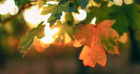 Autumn foliage background. Forest lush. Nature harmony. Peaceful morning woods. Colorful yellow green maple tree leaves in lens flare in bokeh defocused light.の写真素材