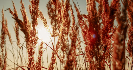 Meadow afternoon background. Rural field. Nature tranquility. Peaceful growth. Dry grass golden straw reed heads on foggy sky with blur sunlight.の写真素材