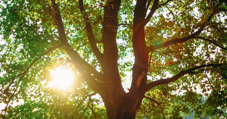 Green woods background. Nature sunrise. Morning park scenery. Summer fresh lush tree foliage in beam light lens flare outdoors rural landscape.の写真素材
