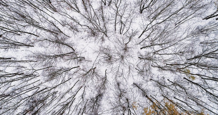 Drone forest view. Winter tree tops. White earth cover with naked crown circles cold weather...