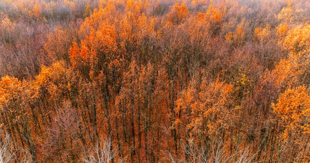 Aerial foliage. Autumn wood. Atmospheric scenery beautiful orange brown leaves in daylight fall forest nature landscape drone view.の写真素材