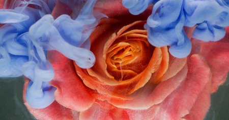 Water bloom. Flower wet texture. Defocused blue pink red colorful plant fluid paint nature splash texture on abstract dark black background.の写真素材