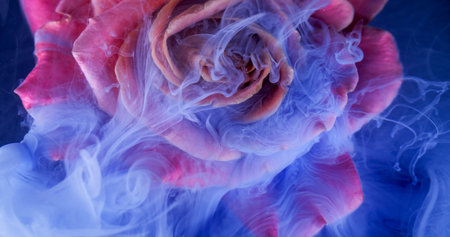 Splash rose flower. Smoke texture. Defocused blue pink red color plant petals paint nature water ink fluid spreading on abstract art background.の写真素材