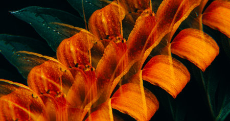 Floral abstraction. Exotic bloom. Defocused red orange green color lily plant water circle on...