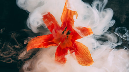Drop flower. Smoke art. White color vapor orange lily water nature blossom fume floating on abstract dark black floral background.の写真素材