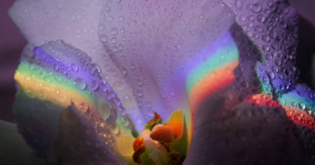 Rainbow flower water. Neon blossom droplets. Defocused purple green red color nature plant eustoma wet pistils on abstract light background.の写真素材