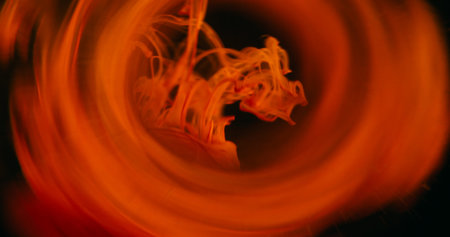 Defocused fume drop. Dye swirl. Red orange steam liquid paint dissolving underwater. Circle bright prism blending color on black background.の写真素材