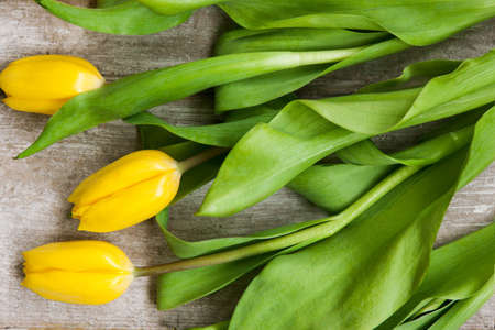 Tulip yellow flowers on grey wooden background. Spring design for easter, 8 march, mother day celebrationの写真素材