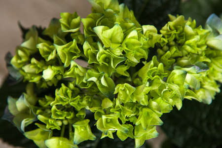 Hortensia green flowers closeup background. Floristry catalogue, nature, florist work, gift backdrop conceptの写真素材