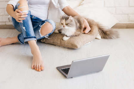 Cat with young woman have relax on cozy cushions with laptop in foreground. Charming family pet, people and animals cosiness conceptの写真素材