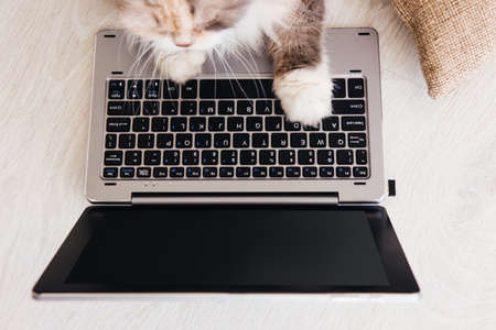 Fluffy cat lays paws down laptop in front of it. Charming family pets study new technology of its owners, view from aboveの写真素材