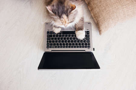 Fluffy cat lays on wooden floor with laptop in front of it. Charming family pets study new...