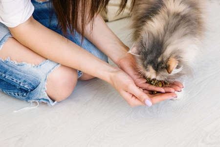 Young woman feeds her lovely cat from hands. Charming family pets and peoples tendance themの写真素材