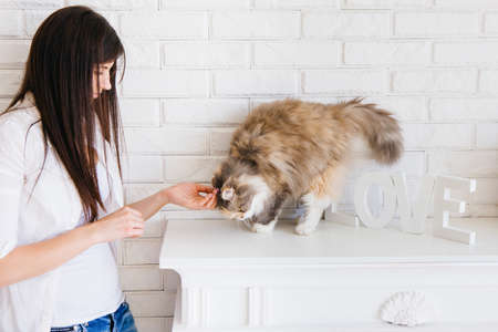 Young woman tenderly pets her lovely fluffy cat. Charming family pets and peoples love to themの写真素材