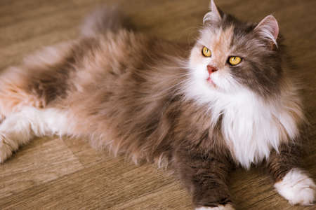 Bushy cat laying on wooden floor. Beautiful family pet with fluffy fur and yellow eyes looking up, close up portraitの写真素材