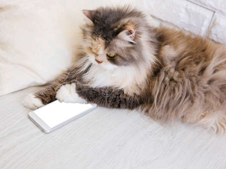 Fluffy cat playing with smartphone, putting a paw down it. Family pet with white bushy breast and long whisker interests in peoples new technologyの写真素材