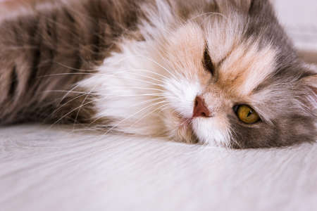 Fluffy lazy cat laying on wooden floor and looking with squinty eyes. Family pet with white breast and long whiskers, close up portraitの写真素材