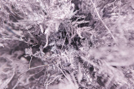 Sepia grey floral background of ferns, top view. Close up composition of asparagus setaceus similar to winter mist on window. Holidays, freshness and coldness decoration conceptの写真素材