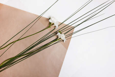 Top view elegant white flower on decorative paper, free space. Geometry of space, floristics workshop, presents and gift decoration conceptの写真素材