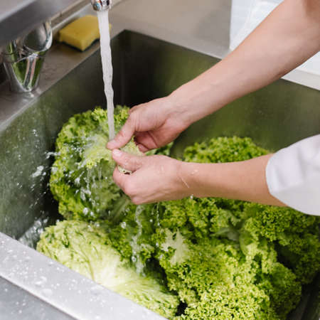 Food hygiene at a restaurant. Cook washing green salad in a kitchen sink before adding it to a meal.の写真素材