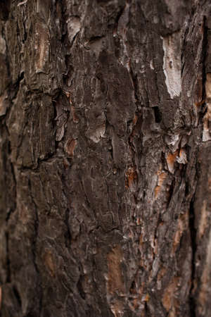 Wood texture material wallpaper concept. Nature masterpiece.の写真素材