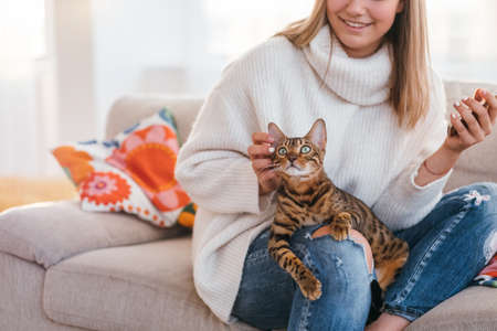 owners love and tenderness to a cat. beautiful bengal kitty sits on womans lap. girl scratching pets earの写真素材