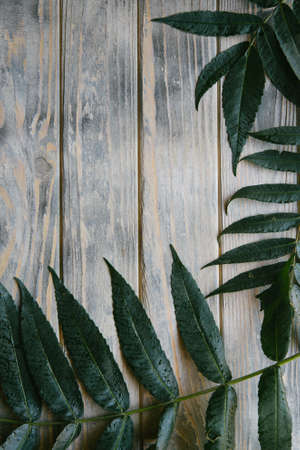 green leaves of a tree branch on distressed rough grey wooden background. flora nature and botany....