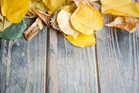 yellow autumn leaves on distressed rustic wooden background. seasonal decor on natural timber surface with free space.の写真素材