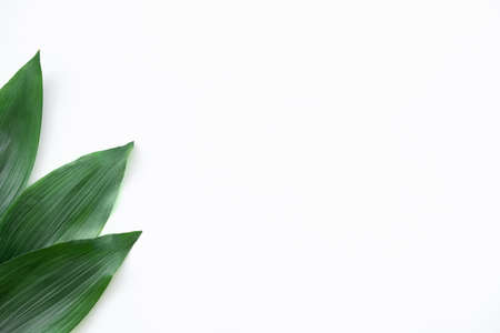 Leaves minimal background. Nature decor. Fresh green foliage isolated on white copy space.の写真素材