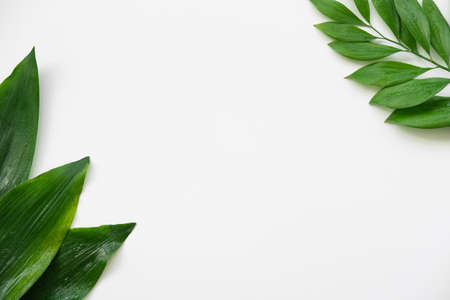 Leaves minimal background. Nature composition. Green foliage frame isolated on white copy space.