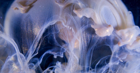 Glitter fluid. Paint splash. Golden blue purple vapor cloud sphere shape shiny ink liquid on black abstract art background.の写真素材