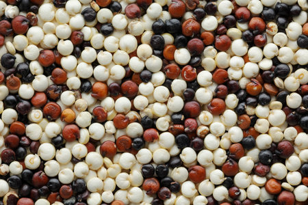 Red, black and white uncooked quinoa top view closeup. backgroundの写真素材