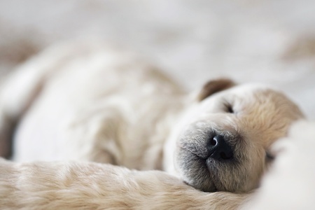 sleeping puppy poodleの写真素材