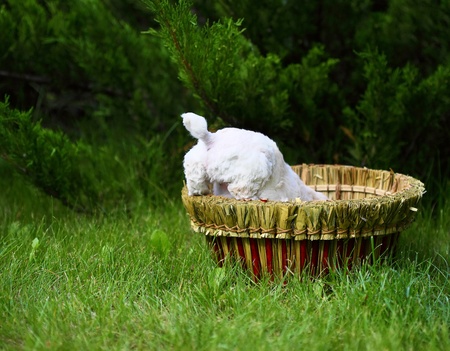 Close Up playful puppy outdoorsの写真素材