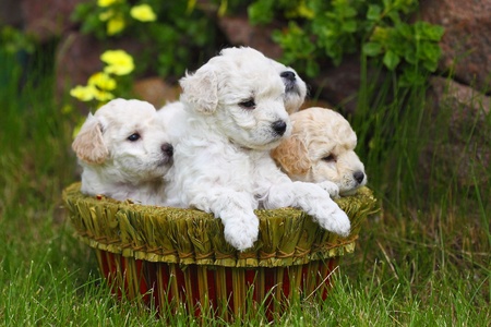 Close Up playful puppies outdoorsの写真素材