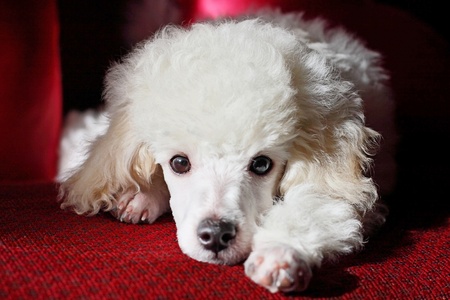 Cute poodle relaxingの写真素材
