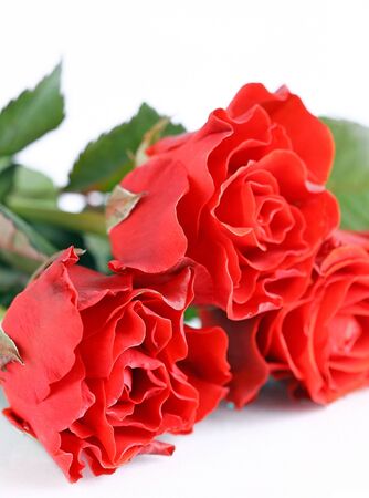 Beautiful red roses on a white backgroundの写真素材