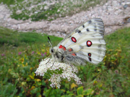 Butterfly. Apollo (Parnassius apollo)