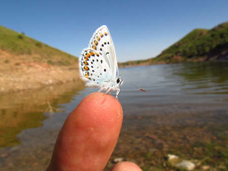 Eumedon's Bluebird (Eumedonia eumedon)