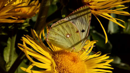 Butterfly Saffron saffron (Colias crocea)
