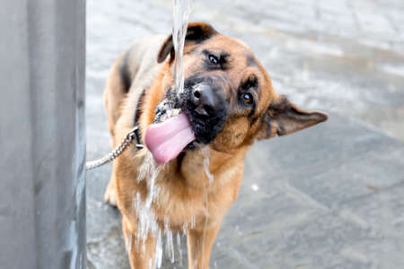 Dog drinking waterの写真素材