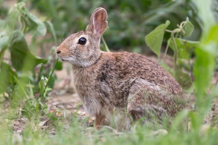 Rabbitの写真素材