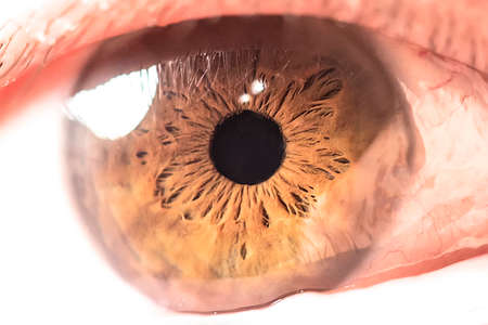 Brown eye close upの写真素材