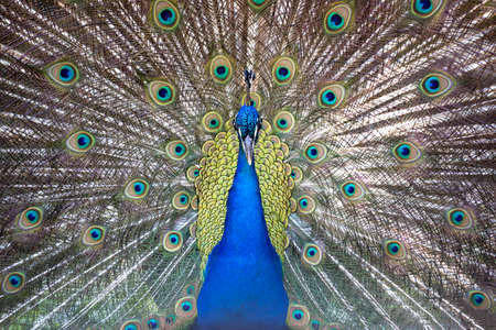 peacockの写真素材