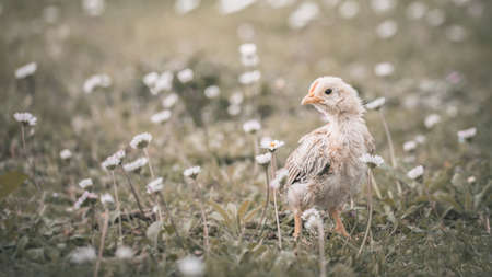 chick in the grass