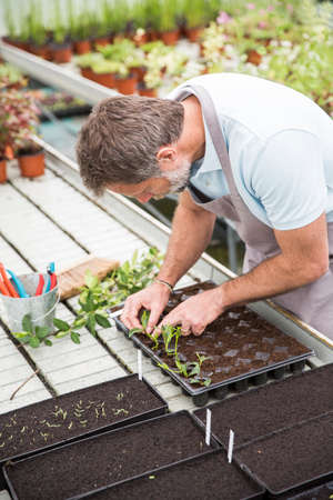 Attractive senior man working in a green houseの写真素材